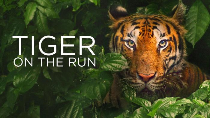 Tiger On The Run on JioTV