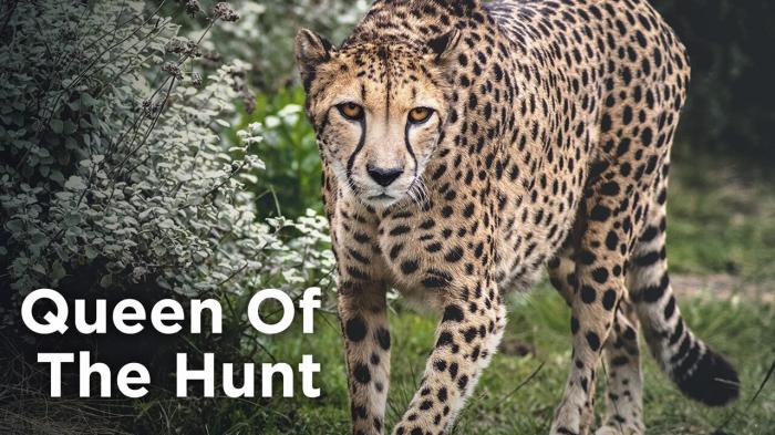 Queen Of The Hunt on JioTV