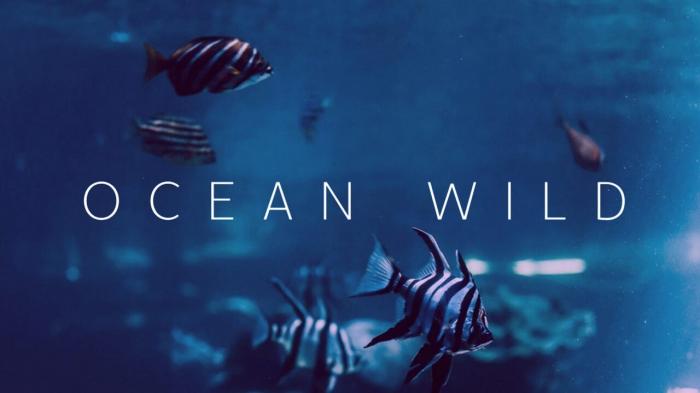 Ocean Wild Episode No.3 on JioTV