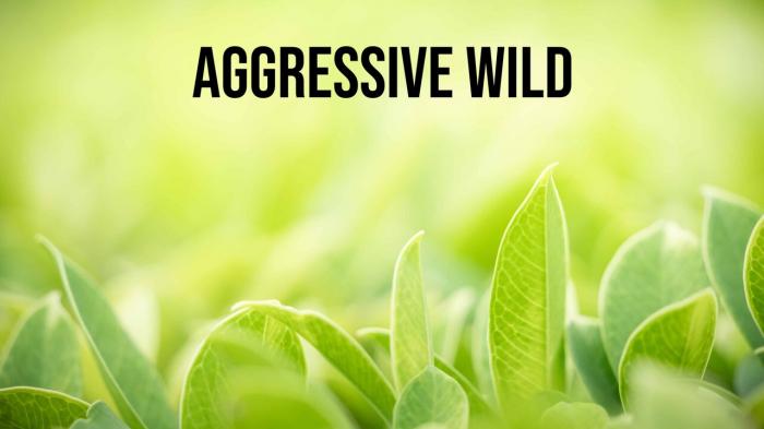 Aggressive Wild Episode No.2 on JioTV