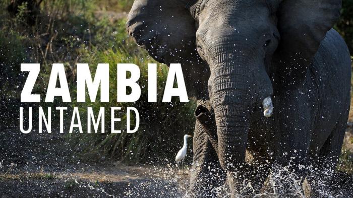 Zambia Untamed Episode No.3 on JioTV