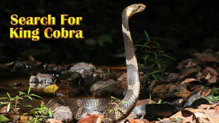 Search For King Cobra on JioTV