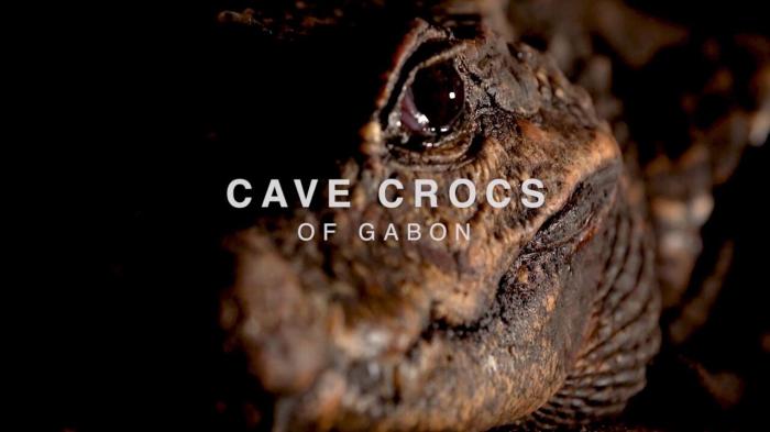 Cave Crocs Of Gabon on JioTV