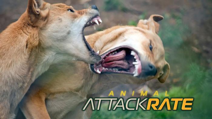 Animal Attack Rate Episode No.1 on JioTV