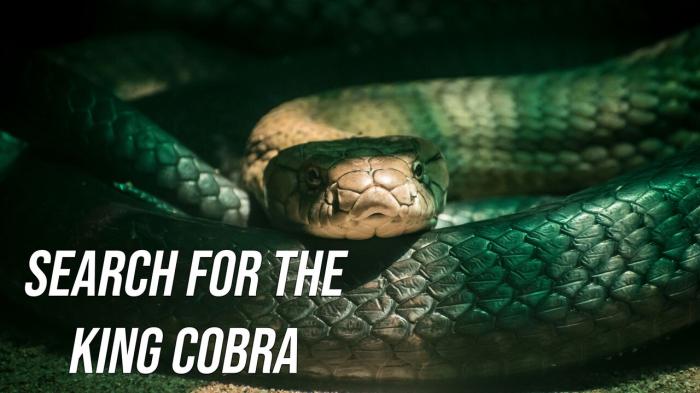 Search For The King Cobra on JioTV