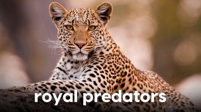 Royal Predators Episode No.1 on JioTV