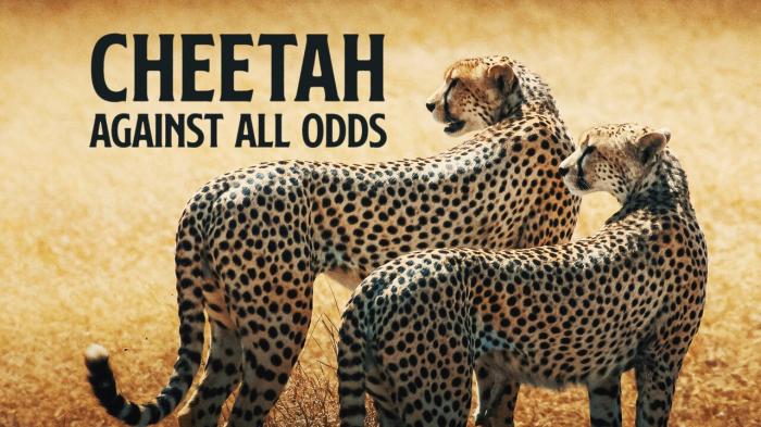 Cheetah: Against All Odds on JioTV