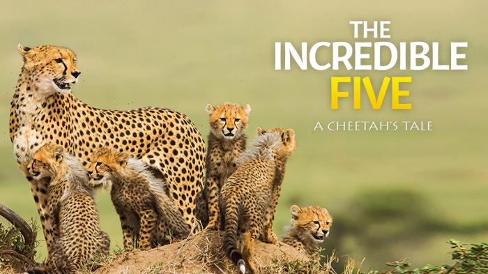 The Incredible Five - A Cheetah's Tale on JioTV