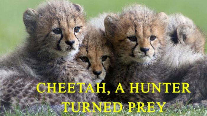 Cheetah, A Hunter Turned Prey on JioTV