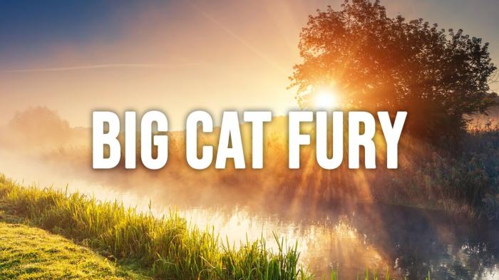 Big Cat Fury on JioTV