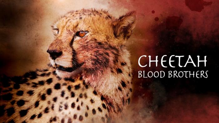 Cheetah Blood Brothers on JioTV