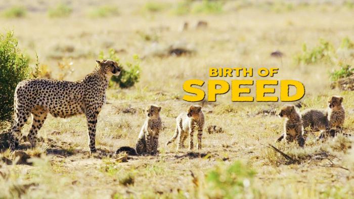 Birth Of Speed on JioTV