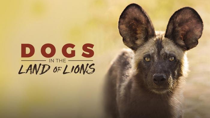 Dogs In The Land Of Lions on JioTV