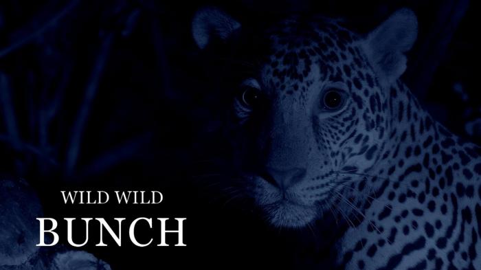 Wild Wild Bunch Episode No.2 on JioTV