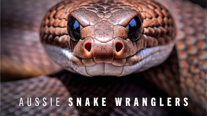 Aussie Snake Wranglers Episode No.2 on JioTV