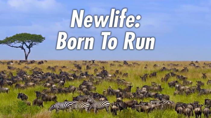 Newlife: Born To Run on JioTV