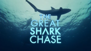 The Great Shark Chase on Discovery Science - past program