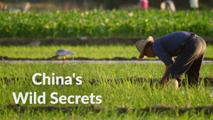 China's Wild Secrets on Animal Planet HD English - past program