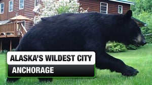 Alaska's Wildest City: Anchorage Episode 3 on INWILD - past program