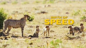 Birth Of Speed on Animal Planet English - past program