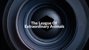 The League Of Extraordinary Animals Episode 1 on Animal Planet HD Hindi - future program