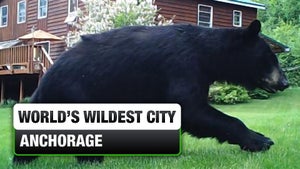 World's Wildest City: Anchorage Episode 4 on INWILD - past program