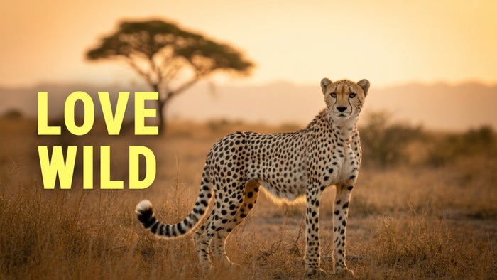Love Wild on JioTV