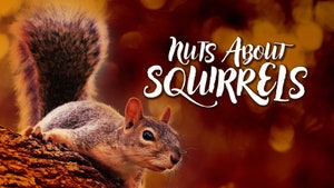 Nuts About Squirrels on Animal Planet HD Hindi - past program