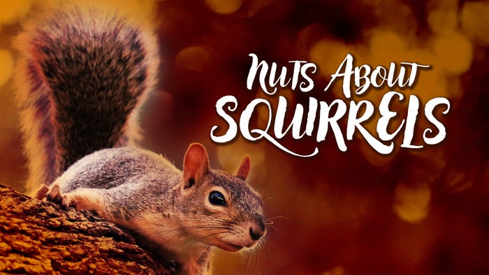 Nuts About Squirrels on JioTV