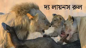The Lions Rule on Animal Planet English - past program