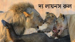The Lions Rule on Animal Planet English - past program