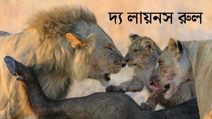 The Lions Rule on JioTV