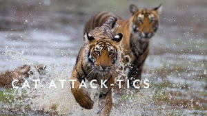 Cat Attack-Tics on Nat Geo Wild HD - future program