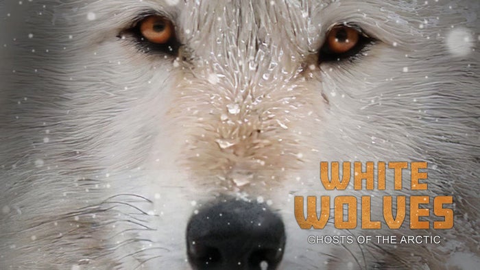 White Wolves: Ghosts of the Arctic on JioTV