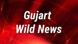 Gujarat Wild News on Gujarat  Wild TV - past program