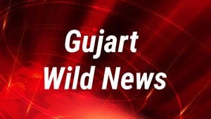 Gujarat Wild News on Gujarat  Wild TV - past program