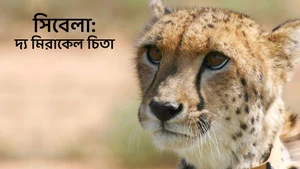Sibella: The Miracle Cheetah on Animal Planet English - past program