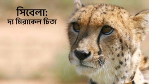 Sibella: The Miracle Cheetah on Animal Planet English - past program