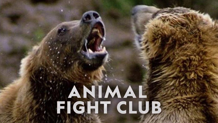Animal Fight Club Compilations Episode No.5 on JioTV