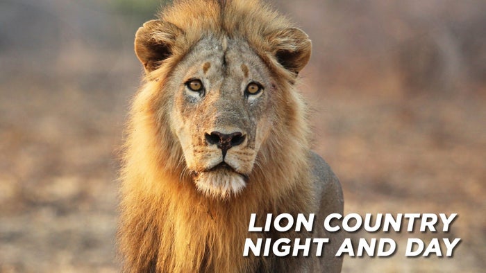 Lion Country: Night and Day Episode No.1 on JioTV
