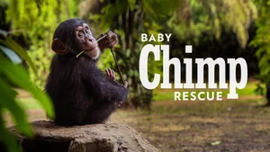 Baby Chimp Rescue on Sony BBC Earth SD - past program