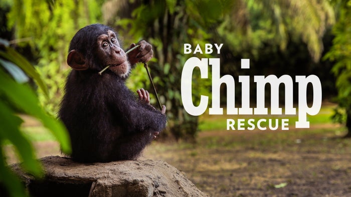 Baby Chimp Rescue Episode No.1 on JioTV