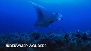 Underwater Wonders on Stingray Naturescape - past program