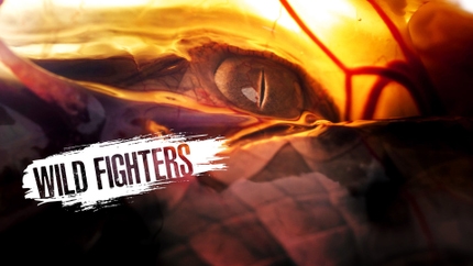Wild Fighters on Animal Planet HD Tamil