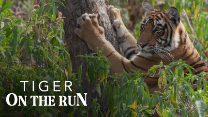 Tiger On The Run on Animal Planet HD Tamil