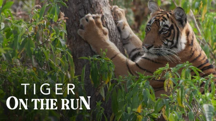 Tiger On The Run on Animal Planet HD World