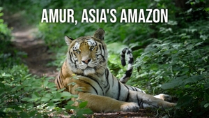 Amur, Asia's Amazon on Animal Planet Hindi - past program