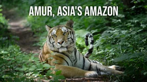 Amur, Asia's Amazon on Animal Planet Hindi - past program