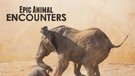Epic Animal Encounters on Animal Planet HD World