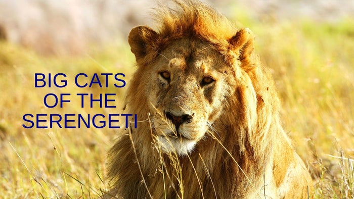 Big Cats of the Serengeti on JioTV